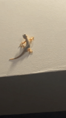 House gecko spotted on wall in North Kuta