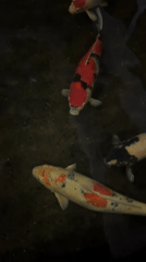 Koi fish swimming captured on video in Thailand pond