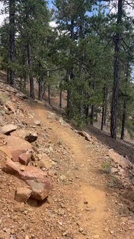 A dirt trail winds through a pine forest on a mountainside. The trail is narrow and appears to be used for hiking or biking. The forest floor is covered in rocks and pine needles. The trees are tall and slender, with dense green foliage. The sky is visible through the trees, and appears to be blue with some clouds. The video is shot from a first-person perspective, as if someone is walking or riding along the trail. There are no people or animals visible in the video.