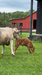Rural morning scenes captured in Prudki, Russia pastoral setting