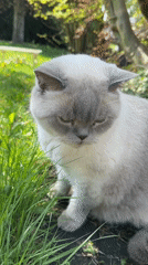 Cat spotted exploring garden area in Coquitlam
