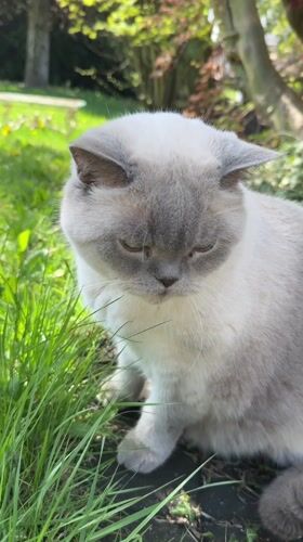 Cat spotted exploring garden area in Coquitlam