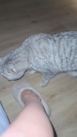 A close-up video depicts a person petting a gray and black tabby cat. The cat is standing on a wooden floor, next to a foot in a beige slipper and a portion of white fabric, presumably from a bed. Initially, the cat is sniffing the floor. A hand enters the frame and begins petting the cat's head and back. The hand is wearing a gold ring on the ring finger. The room is dimly lit.