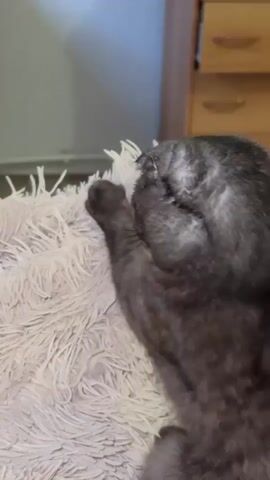In a close-up indoor shot, a dark grey Scottish Fold cat with distinctive patterns on its fur is initially seen lying with its back to the camera, resting on a fluffy, light-colored pet bed or blanket. A person calls out "Chimba," and the cat slowly turns its head to face the camera. Its eyes are a striking bright yellow-orange with a noticeable green reflection, possibly due to lighting or a filter. The cat's folded ears are clearly visible. In the soft-focused background, a piece of wooden furniture, possibly a dresser, can be seen. The cat's expression is calm and attentive as it looks towards the viewer. The scene takes place in Khrenovoye, Russia.