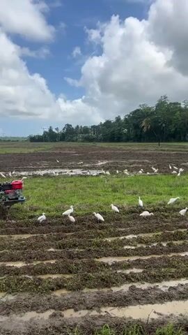 A person is driving a small red and silver tiller through a muddy field. The person wears a long-sleeved purple shirt and a hat. The field has patches of grass and is filled with white birds, likely egrets, that scatter as the tiller moves. The sky is blue with white clouds, and a line of green trees is visible in the background. Power lines extend from left to right in the distance. The field has parallel rows of plowed mud.