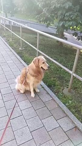 The media file shows a golden retriever dog sitting on a paved walkway next to a grassy area and a metal railing. The dog is wearing a collar and a leash, which extends out of frame to the left. The dog is light brown in color and appears to be looking to the right. The walkway is made of square, grey paving stones. Behind the railing, there is green grass and trees, suggesting an outdoor setting like a park or a path. The lighting suggests it is daytime, possibly morning or late afternoon due to the soft sunlight. There is no visible text in the media file. The overall scene depicts a calm moment with a dog on a walk.