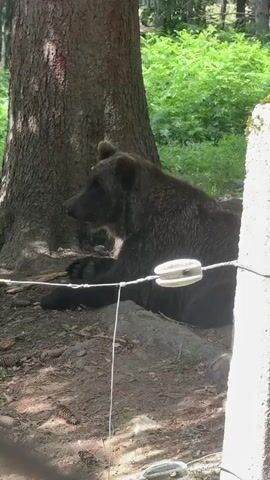 A brown bear lies on the ground near the base of a large tree. The bear is in profile, facing left, with its head resting on its paws. A wire fence is visible in the foreground. The background is a wooded area with green foliage.
