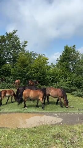 A herd of horses grazes in a grassy field with a muddy puddle in the foreground and a dense forest in the background. The sky is partly cloudy. Several horses are brown, and some are darker. They are all facing downwards, appearing to eat grass. One horse in the center is light brown and facing left. Another dark brown horse is to its right, facing forward. A light brown horse is to the far left, facing forward. A muddy puddle is in the lower center of the frame. Trees are behind the horses.