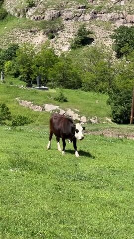 A cow stands in a grassy field with a rocky hillside in the background. The cow is mostly dark brown with a white face and white markings on its legs. There are trees and what appears to be a gravestone in the middle ground. The sky is not visible.