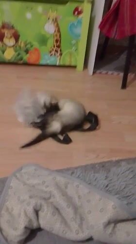 Cone-wearing ferret gets tangled up inside Kyiv apartment