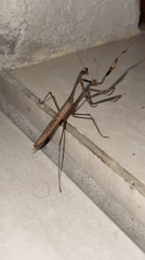 Praying mantis spotted in Ubud District, Indonesia