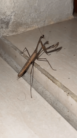 Praying mantis spotted in Ubud District, Indonesia