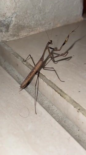 Praying mantis spotted in Ubud District, Indonesia
