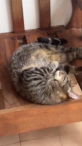 A tabby cat is curled up on a wooden bench, grooming itself. The cat is lying on its back, with its legs in the air and its tongue out as it licks its paw. The bench is made of wooden slats and appears to be outdoors or in a rustic indoor setting. The lighting suggests it is daytime.