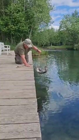 A man is kneeling on a wooden dock next to a body of water, possibly a pond or lake, under a bright, partly cloudy sky. He is wearing a camouflage baseball cap, a green t-shirt, and cargo shorts. The man is holding a wire keepnet, which he is pulling out of the water. Inside the net, several large fish, appearing to be carp or similar species, are visible, some splashing. He smiles broadly at the camera, indicating satisfaction with his catch. In the background, green trees line the far bank of the water, and a white bench is visible on the dock further back. The scene suggests a pleasant daytime recreational fishing activity in Kipen, Russia.