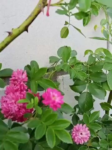 The media file shows a close-up shot of a rose bush with pink flowers and green leaves. The bush is growing against a white, textured wall, possibly a building. The lighting suggests it is daytime, with natural light illuminating the scene. There are no people visible in the media file, only the plant and its surroundings. The focus is on the intricate details of the rose blossoms and the lush foliage, highlighting their vibrant colors and textures. The scene appears to be in an outdoor setting, likely a garden or a yard, given the presence of the rose bush and the wall. The overall mood is serene and natural, emphasizing the beauty of the flowers. There is no visible text in the media file.