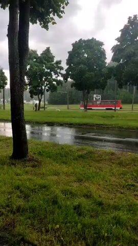 The video shows a wet paved road with reflections in puddles. On the right side of the road, there is a red and white tram. In the background, there are trees and a cloudy sky. The foreground is filled with green grass and a tree trunk in the center. There appears to be a small animal, possibly a dog, in the middle ground between the road and the tram. The overall scene is indicative of a rainy or recently rained-on day in an outdoor environment, possibly a park or a suburban area with public transportation.