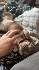 Saint Petersburg resident documents daily life with pet dogs
