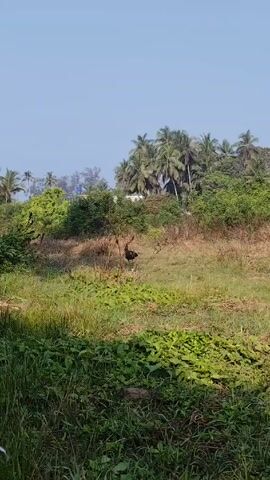 The video depicts a rural scene featuring a chicken in a grassy field. The chicken, seemingly black in color, is located in the middle ground of the frame.  The foreground is dominated by dense, green vegetation, predominantly tall grasses and broad-leafed plants. The background features a mix of trees and shrubs. Coconut palm trees are prominent, suggesting a tropical or subtropical climate.  The sky is clear and blue. The scene appears to be captured during daylight hours, likely in the morning, based on the lighting. The video is stable.
