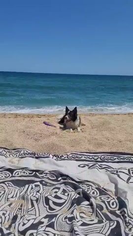 The video captures a bright, sunny day at a sandy beach in Premià de Mar, Spain.

In the initial shot, a patterned beach blanket and a pair of black sandals are visible in the foreground. Two dogs, one black and white, the other light-colored, are near the water's edge, interacting with the gentle waves. A person in a dark swimsuit walks into the clear blue ocean.

The camera then pans across the beach, revealing a wide expanse of golden sand under a clear blue sky. In the distance, two people are seen relaxing under a blue beach umbrella. A pier or breakwater is visible on the horizon. As the camera continues to pan, it shows the coastal landscape stretching inland, with various buildings, palm trees, and light poles lining what appears to be a promenade or road behind the beach.

The overall scene depicts a serene beach environment with typical summer activities. The weather is clear and sunny, indicating daytime. No visible text is present in the video.