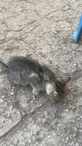 A kitten with brown and black tabby markings is on a concrete surface. The kitten is sniffing the ground. A blue object, possibly a chair leg, is visible in the upper right corner of the frame.