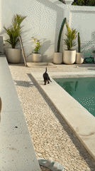 Dachshund walks poolside in Kuta Selatan, Indonesia