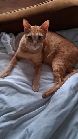 This media file features a close-up shot of an orange tabby cat lying on a white surface, likely a bed, with a brown object, possibly a couch or headboard, visible in the background. The cat is the sole subject. The lighting suggests daytime, with natural light illuminating the scene. The cat's posture is relaxed, with its front paws extended forward and its body stretched out. Its gaze is directed towards the camera, appearing alert and curious. The cat's fur displays the characteristic tabby markings of stripes and swirls in shades of orange and cream. The setting appears to be indoors, possibly a bedroom or living area, given the presence of soft furnishings. The overall mood conveyed is one of domestic tranquility, with the cat being the focal point of a quiet moment. There is no visible text in the media file.