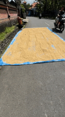 Rice drying operation documented on Mengwi road