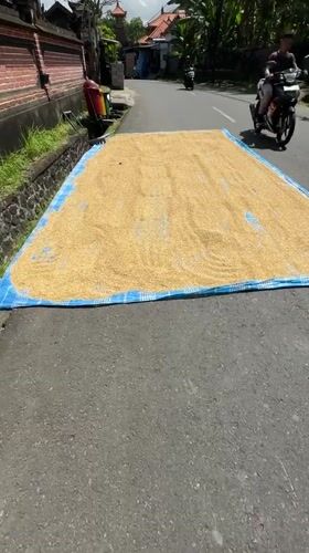 Rice drying operation documented on Mengwi road
