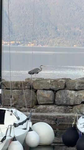 The video shows two birds, a heron and a seagull, on a stone wall. The heron is on the left side of the wall and the seagull is on the right. In the background, there is a body of water and a wooded hill. In the foreground, there are parts of two sailboats with white covers and black buoys. The birds appear to be interacting with each other, with the seagull moving towards the heron. The heron then moves away from the seagull.
