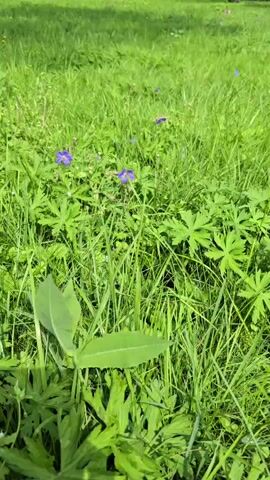 A close-up, low-angle shot of a grassy field. Several small purple flowers are visible, interspersed with tall green grass and broad green leaves. The sunlight casts shadows on the grass, indicating it is daytime. There are no people or animals visible in the frame.
