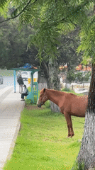 Horse tethered near busy roadway in Da Lat Vietnam