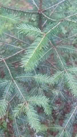 A close-up video shows the needles of a fir tree. The camera is positioned to capture the details of the branches and foliage. The needles are green and appear to be dense, with some showing hints of brown or yellowing. The background is blurred, suggesting a natural outdoor setting like a forest or wooded area, with hints of other vegetation and possibly the ground visible. The lighting is natural and diffused, indicating an overcast day or shaded location. There are no people, animals, or specific actions depicted, only the static detail of the tree's needles.