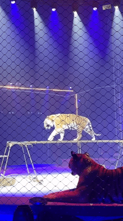 Full Moscow circus show: tigers, aerialists, horses, and dogs