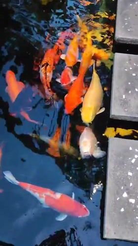 Morning at a koi pond garden restaurant in Nha Trang