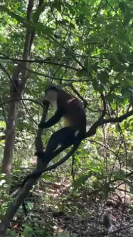 A monkey, mostly dark brown with a white throat and small white patch on its rear, is on a branch in a forest. An arm reaches into the shot and appears to pet the monkey.  The monkey moves higher into the tree, its tail is very long. The monkey is surrounded by green leaves.