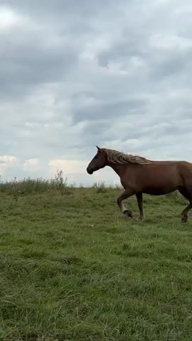 A brown horse walks from left to right across a grassy field under a cloudy sky. The horse is in profile and facing left. Its mane is light brown and flows behind it. The field is covered in green grass and some wildflowers. The sky is overcast with dark gray clouds.