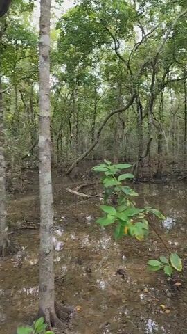 A steady drone shot pans left through a muddy, shallow forest floor with trees scattered throughout. The water is murky and reflects the overcast sky. The trees are tall and slender, with a canopy of green leaves overhead. The forest floor is covered in a thick layer of mud and decaying leaves.