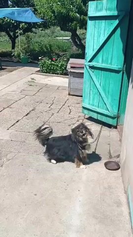A small, long-haired dog with black and brown fur is chained to a metal post in a paved yard. The dog is looking around and appears to be barking. Behind the dog, there is a partially open, turquoise-colored wooden door. In the background, there is greenery, trees, and a blue tarp stretched over a structure. The ground is made of concrete or stone pavers. The sun is shining, casting shadows.