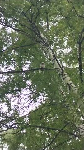 The video shows a young owl perched on a branch of a birch tree. The owl is fluffy and light-colored, with large, dark eyes. It is sitting in the middle of the frame, facing the camera. The tree has white bark with black markings. The background is filled with green foliage, suggesting a forest or wooded area. The lighting is overcast, casting a soft, diffused light on the scene. The camera is pointed upwards towards the owl and the tree canopy. The video is short and appears to be a still shot with slight movement.