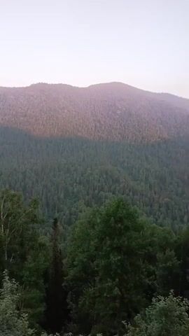 The video displays a sweeping panorama of a mountainous, forested landscape. The camera pans from left to right, revealing rolling hills covered in dense, dark green trees. A prominent ridge line is visible in the mid-ground, with the upper slopes catching a soft, rosy light, suggesting either sunrise or sunset. In the foreground, lush green foliage and a large, weathered tree stump dominate the lower portion of the frame. The sky above is a pale, hazy gradient, transitioning from a light pinkish hue near the horizon to a soft white at the top. The overall impression is one of natural beauty and tranquility, with no human presence or activity evident.