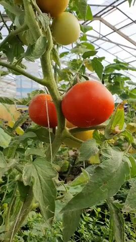 The video shows a close-up view of a tomato plant growing inside a greenhouse. Ripe red tomatoes and unripe green and yellow tomatoes are visible on the plant. The camera is focused on the tomatoes, with the rest of the greenhouse environment blurred in the background. The plant is lush with green leaves and a thick stem. The overall impression is one of healthy growth and abundance.