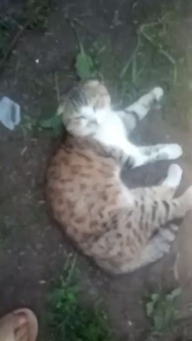 A cat is lying on the ground. The cat is lying on its side and appears to be asleep or resting. The cat is a calico with patches of orange, black, and white fur. It is lying on a patch of dirt and grass. There are some leaves and twigs scattered around the cat. The video is shot from a high angle, looking down at the cat. In a separate shot, a flock of chickens are gathered on the ground. The chickens are of various colors, including white, black, and brown. They appear to be pecking at the ground, possibly for food. The ground is a mix of dirt and leaves. There is a wooden post in the background. The video is grainy and blurry, making it difficult to make out fine details.