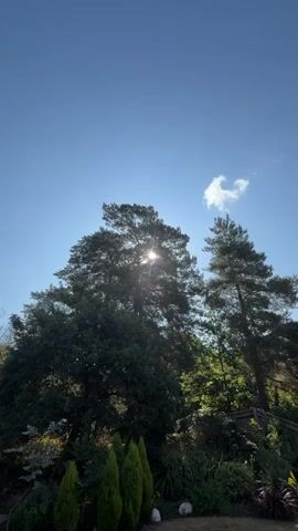 The video shows an upward view of two large trees against a bright blue sky with a few small white clouds. The sun is shining through the leaves of the larger tree on the left, creating a lens flare effect. The trees are surrounded by dense green foliage, and a wooden fence is visible in the lower right portion of the frame. The scene appears to be outdoors during the daytime.