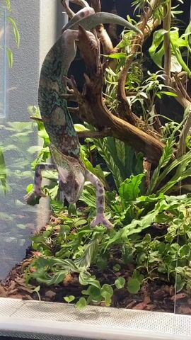 A chameleon is climbing a branch in a terrarium. The chameleon is green and blue with white spots. It has a long tail and is using its feet to grip the branch. The terrarium is filled with plants and has a glass front. The chameleon is climbing upside down.
