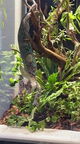 Color-shifting chameleon navigates a planted terrarium in Dinskaya
