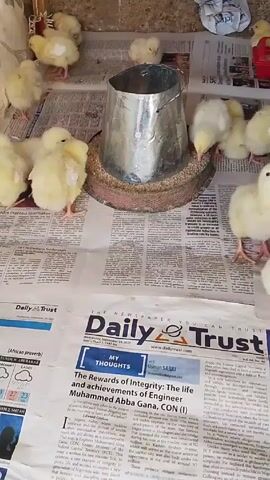 The video shows a group of fluffy yellow chicks in a confined space. The floor is covered with newspapers. There are several feeders and water dispensers. The chicks are clustered around these items, presumably eating and drinking. The room appears to be indoors, possibly a brooding area for young poultry.