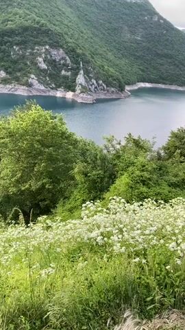 The video presents a panoramic view of a majestic natural landscape in Plužine, Montenegro. In the foreground, a vibrant expanse of white wildflowers blooms amidst lush green grass and dense foliage. As the camera slowly pans from left to right, it reveals a serene body of water, resembling a lake or reservoir, winding through a deep canyon. Steep, towering mountains, heavily covered in green trees, rise dramatically on both sides of the water. The sky above is partly cloudy, with hints of a warm glow, suggesting the time of day is late afternoon or early evening. No people or visible text are present in the video.