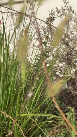 A close-up shot of feathery green grass with several seed heads. The grass is in sharp focus in the foreground and mid-ground, with a blurred background of dry, brown foliage and a white, possibly wall-like surface. The lighting suggests an outdoor environment, likely during the day, with some dappled sunlight. There are no people or animals visible.