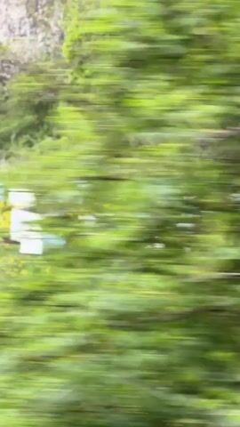 The video shows a landscape of beehives captured from a moving vehicle. The field is lush with green grass and scattered yellow wildflowers. The beehives are painted in different colors and designs, and are grouped together in an open area within the field. Behind the field, trees and foliage blur into the background. The camera moves at a steady pace, giving a fleeting glimpse of the apiary.